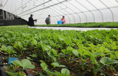 太空出差半年的農作物種子回家了，航天育種有何不同？