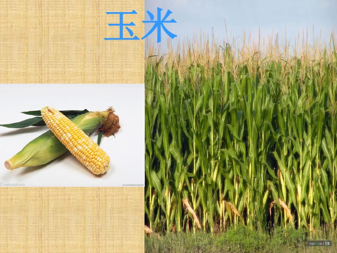 金秋豐收 農(nóng)作物與水果的華彩樂(lè)章